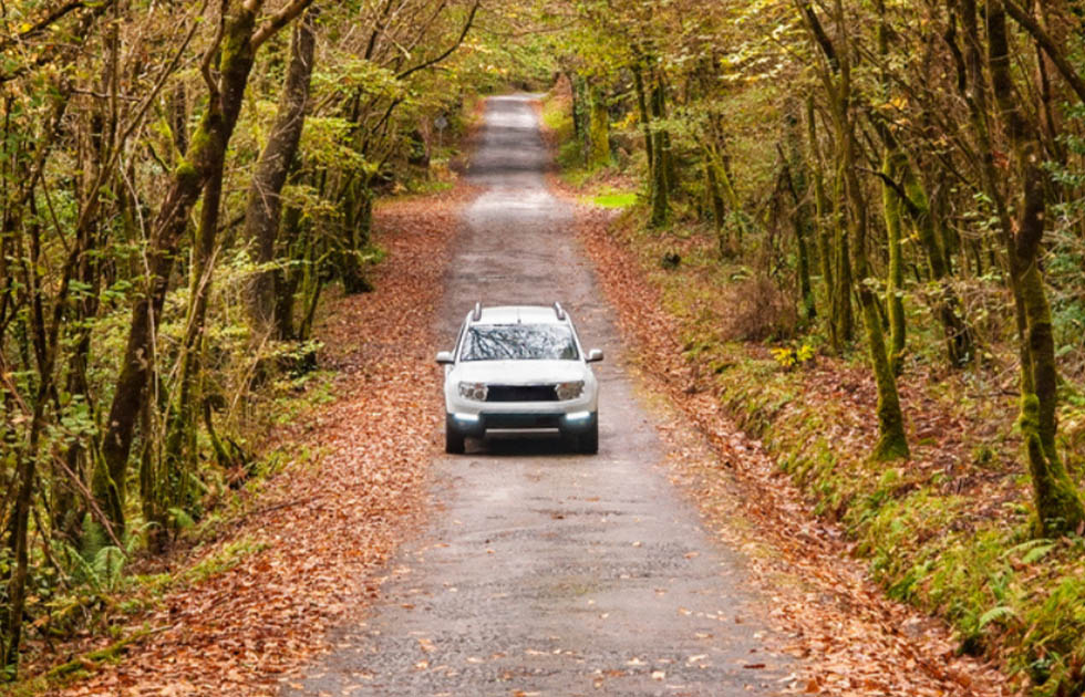 A car driving along a winding road surrounded by lush green trees in a serene forest setting.